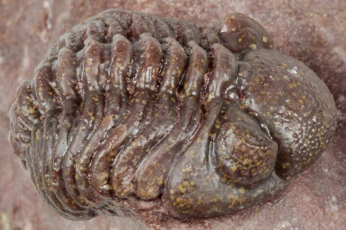 Curled Red Austerops Trilobite - Hmar Laghdad, Morocco #320891